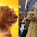 Mahesh Babu fan hilariously brings cat to theatre